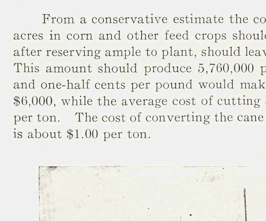 Jersey cattle in 1908.