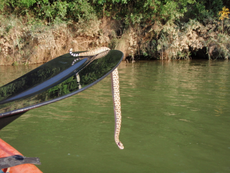 Use this Rattle Snake for bait