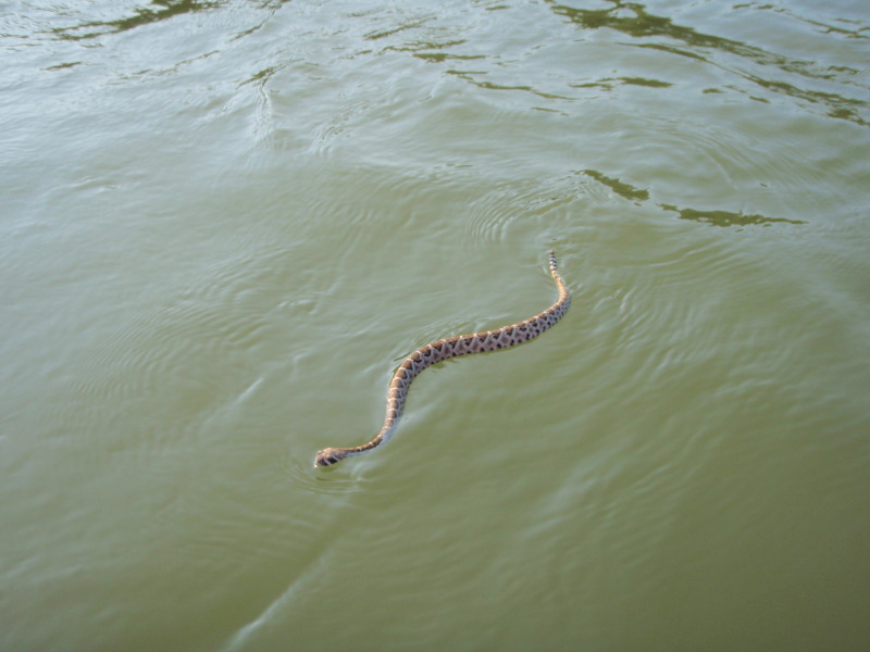 Rattle Snake Swimming