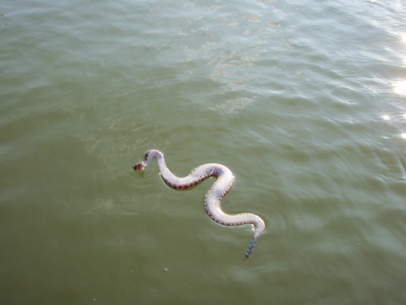 Stunned Rattle Snake