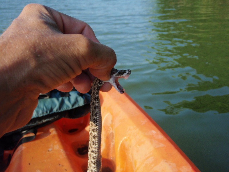 Holding a Rattle Snake