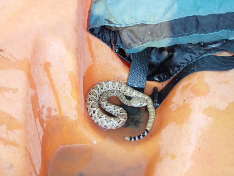 Rattle Snake in the boat