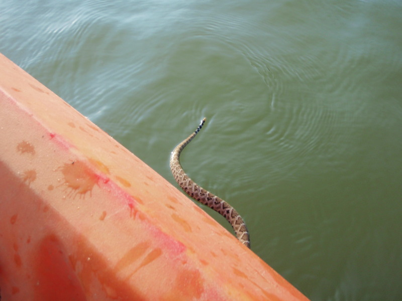 Swimming Rattle Snake wants a ride
